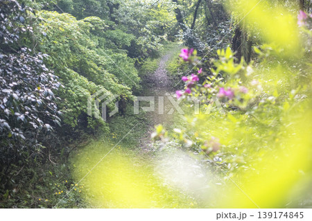 新緑・初夏の打吹公園 139174845