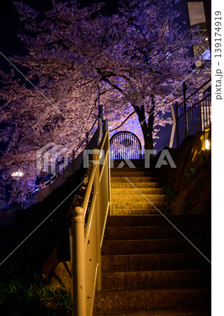 ライトアップされた満開の夜桜が覆いかぶさる幻想的な夜の階段 ライトアップされた満開の夜桜が覆いかぶさる幻想的な夜の階段 139174919