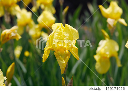 ジャーマンアイリス 139175026