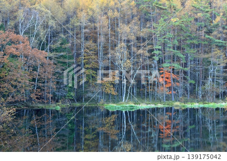 秋の朝の御射鹿池に映る紅葉 秋の朝の御射鹿池に映る紅葉 139175042