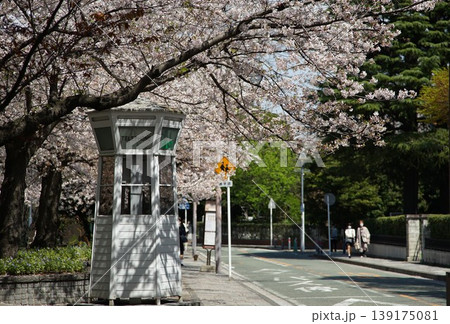 春の横浜山手、元町公園通りの桜 春の横浜山手、元町公園通りの桜 139175081