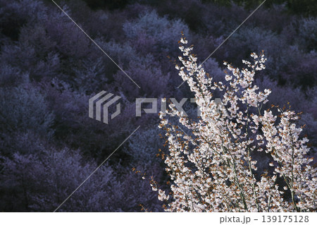 幻想の桜コントラスト 福島桜峠に咲く春の絶景 幻想の桜コントラスト 福島桜峠に咲く春の絶景 139175128