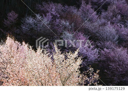 桜のグラデーションと光のコントラスト 福島県桜峠 桜のグラデーションと光のコントラスト 福島県桜峠 139175129