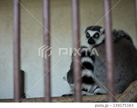 動物園のワオキツネザル 139175163