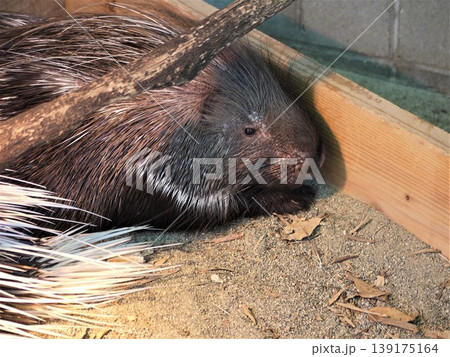 動物園のインドタテガミヤマアラシ 動物園のインドタテガミヤマアラシ 139175164
