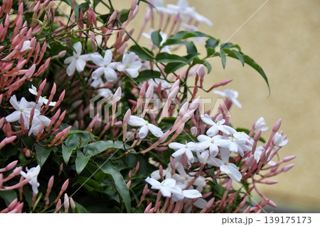 裏がピンクで表が白いジャスミンの花 139175173