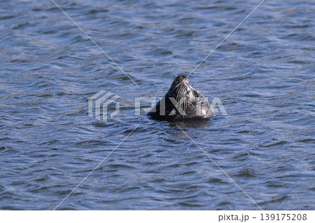 ゼニガタアザラシ⑦(北海道) ゼニガタアザラシ⑦(北海道) 139175208