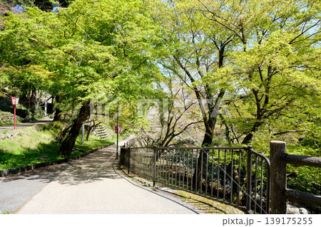 岐阜県養老郡養老町_養老公園12_2025年4月 岐阜県養老郡養老町_養老公園12_2025年4月 139175255