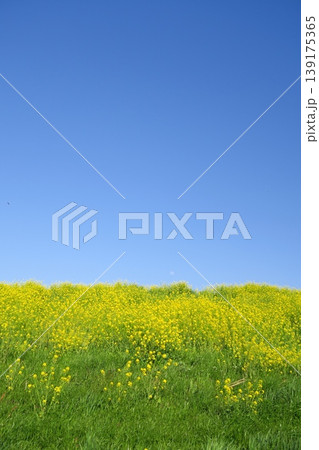 菜の花満開の春の江戸川土手風景 139175365