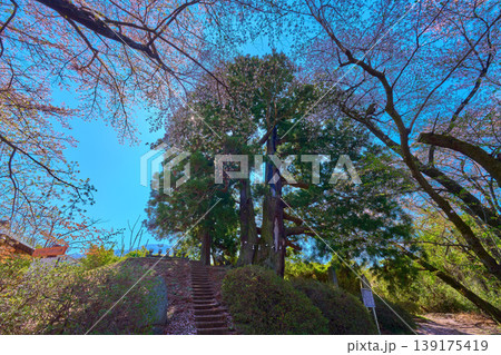 山梨県笛吹市の花鳥山一本杉公園の一本杉 山梨県笛吹市の花鳥山一本杉公園の一本杉 139175419