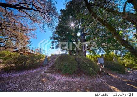 山梨県笛吹市の花鳥山一本杉公園の一本杉と桜の落花 山梨県笛吹市の花鳥山一本杉公園の一本杉と桜の落花 139175421