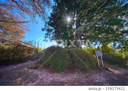 山梨県笛吹市の花鳥山一本杉公園の一本杉と桜の落花 139175422
