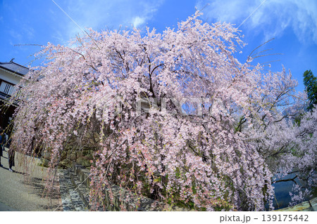 魚眼レンズで捉えた青空に映える圧巻の満開のしだれ桜 139175442