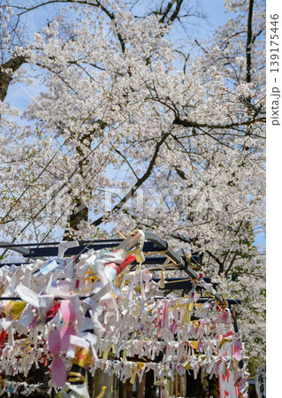 満開の桜の下で春風に揺れる神社のおみくじ 139175446