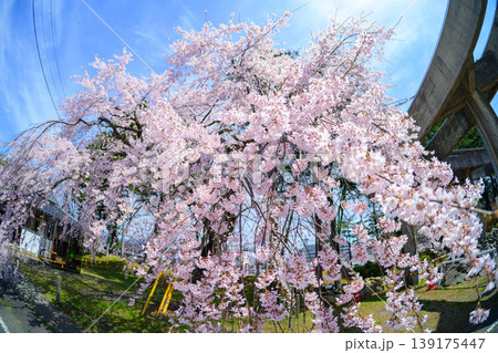 魚眼レンズで捉えた青空に美しく広がる満開のしだれ桜 魚眼レンズで捉えた青空に美しく広がる満開のしだれ桜 139175447