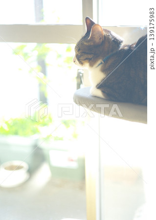 ペットライフ 家猫との愉快な生活 ペットライフ 家猫との愉快な生活 139175983