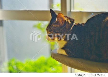 ペットライフ　家猫との愉快な生活 139175985