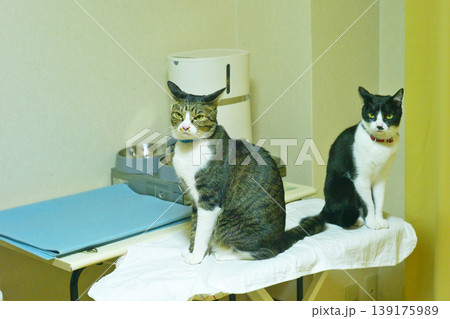 ペットライフ 家猫との愉快な生活 ペットライフ 家猫との愉快な生活 139175989