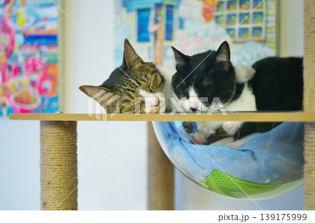 ペットライフ　家猫との愉快な生活 139175999