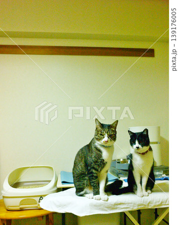ペットライフ 家猫との愉快な生活 ペットライフ 家猫との愉快な生活 139176005