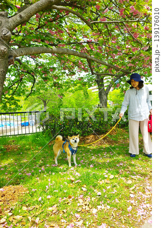 ペットライフ 柴犬と一緒にお散歩 ペットライフ 柴犬と一緒にお散歩 139176010