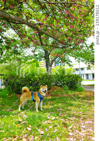 ペットライフ 柴犬と一緒にお散歩 ペットライフ 柴犬と一緒にお散歩 139176012