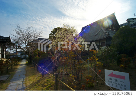 尾道市の千光寺公園と猫の細道周辺の情景 139176065