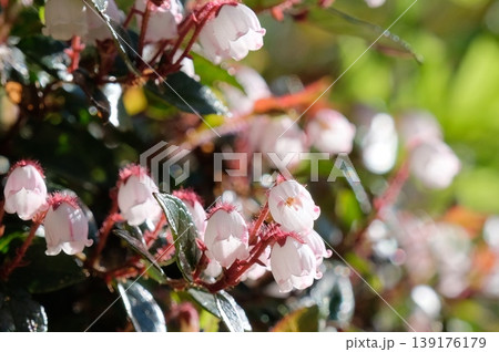 初夏に咲く高山植物アカモノの可憐な白い花・光に透ける花弁 初夏に咲く高山植物アカモノの可憐な白い花・光に透ける花弁 139176179