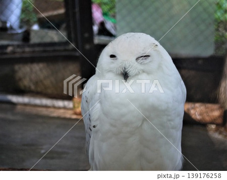 動物園のシロフクロウ 動物園のシロフクロウ 139176258