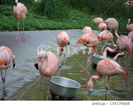 動物園のチリーフラミンゴの食事風景 動物園のチリーフラミンゴの食事風景 139176688