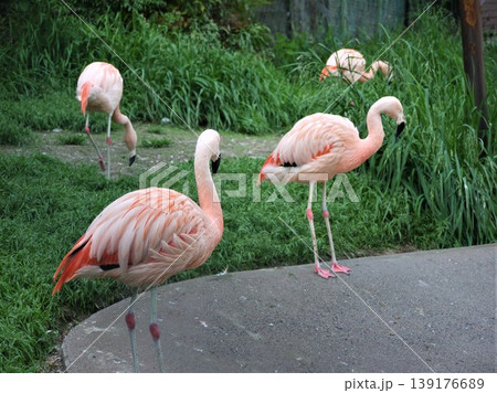 動物園のチリーフラミンゴ 139176689