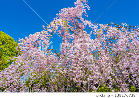 京都府向日市　青空に映える満開のしだれ桜 139176739