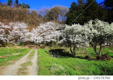 長野県須坂市の里山 長野県須坂市の里山 139176760