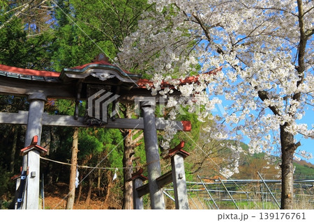 長野県須坂市坂田神社の桜 長野県須坂市坂田神社の桜 139176761
