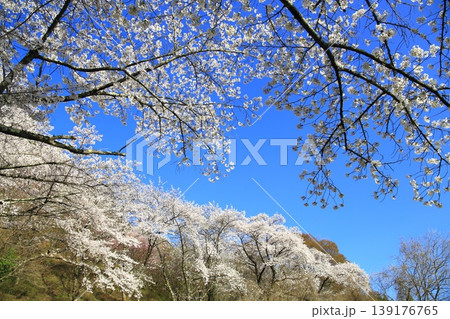 よく晴れた空と桜 よく晴れた空と桜 139176765