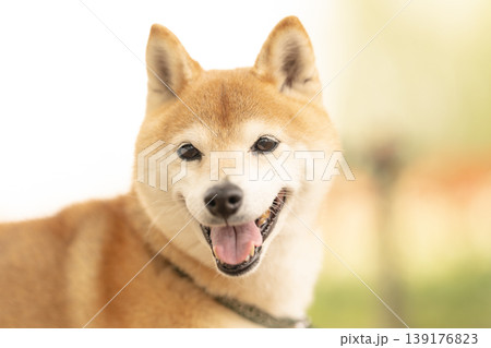 野原で遊ぶ柴犬 可愛い柴犬 柴犬茜 シニアモデル犬 野原で遊ぶ柴犬 可愛い柴犬 柴犬茜 シニアモデル犬 139176823