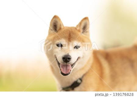 野原で遊ぶ柴犬  可愛い柴犬　柴犬茜　シニアモデル犬 139176828
