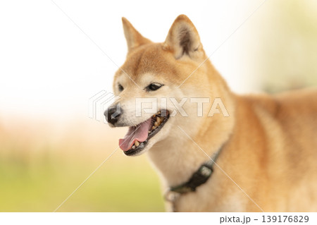 野原で遊ぶ柴犬  可愛い柴犬　柴犬茜　シニアモデル犬 139176829