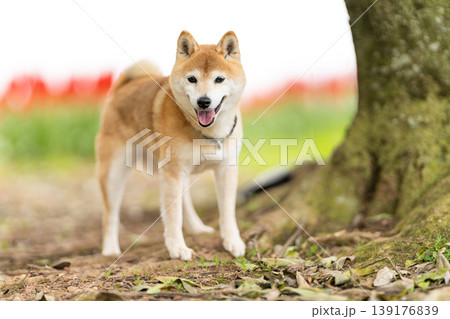 野原で遊ぶ柴犬 可愛い柴犬 柴犬茜 シニアモデル犬 野原で遊ぶ柴犬 可愛い柴犬 柴犬茜 シニアモデル犬 139176839