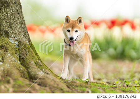 野原で遊ぶ柴犬 可愛い柴犬 柴犬茜 シニアモデル犬 野原で遊ぶ柴犬 可愛い柴犬 柴犬茜 シニアモデル犬 139176842