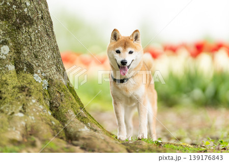 野原で遊ぶ柴犬 可愛い柴犬 柴犬茜 シニアモデル犬 野原で遊ぶ柴犬 可愛い柴犬 柴犬茜 シニアモデル犬 139176843