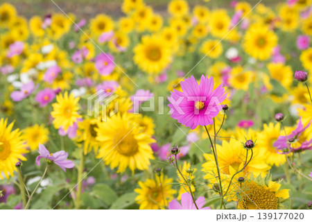 ひまわり畑の中に咲くピンクのコスモスの花 139177020