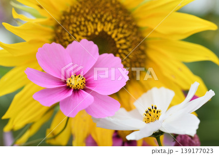 ひまわりの花の前のピンクと白のコスモスの花のアップ ひまわりの花の前のピンクと白のコスモスの花のアップ 139177023