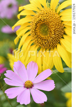 ひまわりの花とピンクのコスモスの花のアップ ひまわりの花とピンクのコスモスの花のアップ 139177024