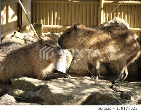 動物園の二匹のカピバラ 139177025