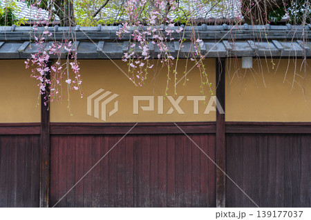 京都市伏見区　古民家の塀の外に垂れさがるしだれ桜 139177037