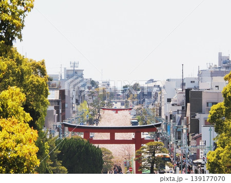 神奈川県 ハイアングルから見る段葛の桜 4月 神奈川県 ハイアングルから見る段葛の桜 4月 139177070