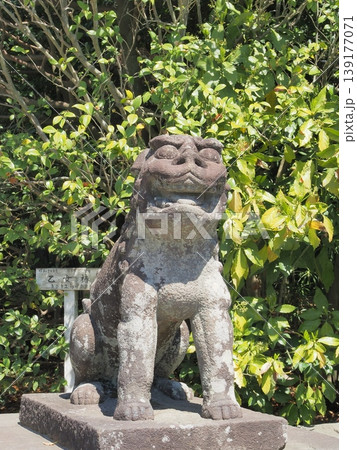 神奈川県　鶴岡八幡宮の狛犬　4月 139177071