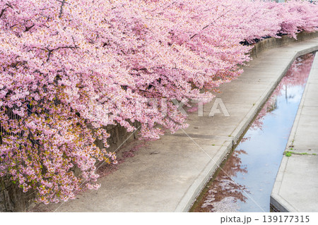 京都伏見 淀水路の満開の河津桜の桜並木 京都伏見 淀水路の満開の河津桜の桜並木 139177315