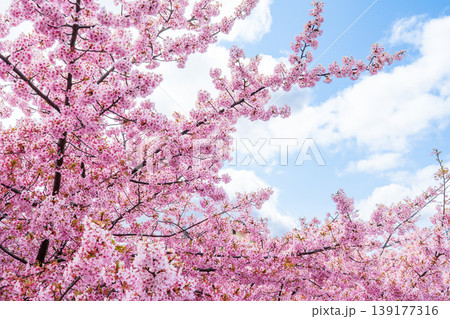 京都伏見 満開の河津桜 京都伏見 満開の河津桜 139177316